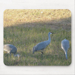 Sandhill Crane Grazing Foto Muismat