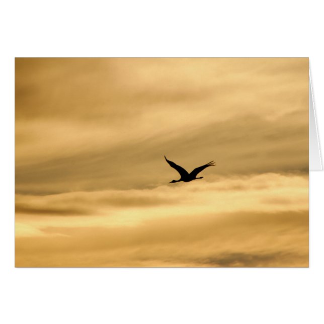 Sandhill Crane in New Mexico (Voorkant Horizontaal)