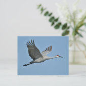 Sandhill Crane in vlucht Briefkaart (Staand voorkant)