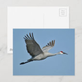 Sandhill Crane in vlucht Briefkaart (Voorkant / Achterkant)