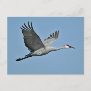 Sandhill Crane in vlucht Briefkaart