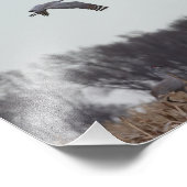 Sandhill Crane in vlucht Foto Afdruk (Hoek)