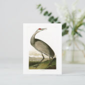 Sandhill Crane John James Audubon Birds of America Briefkaart (Staand voorkant)