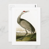 Sandhill Crane John James Audubon Birds of America Briefkaart (Voorkant / Achterkant)