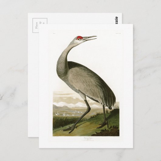 Sandhill Crane John James Audubon Birds of America Briefkaart (Voorkant / Achterkant)
