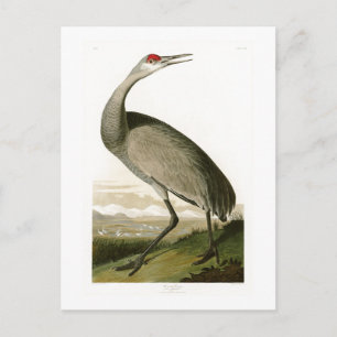 Sandhill Crane John James Audubon Birds of America Briefkaart
