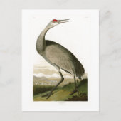 Sandhill Crane John James Audubon Birds of America Briefkaart (Voorkant)