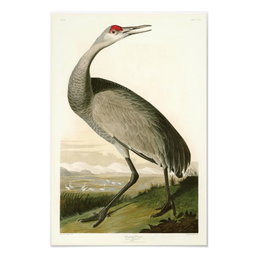 Sandhill Crane John James Audubon Birds of America Foto Afdruk (Voorkant)