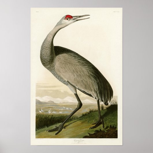 Sandhill Crane John James Audubon Birds of America Poster (Voorkant)