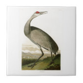 Sandhill Crane John James Audubon Birds of America Tegeltje (Voorkant)