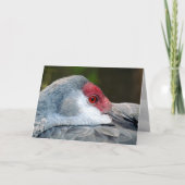 Sandhill Crane Kaart (Voorkant)