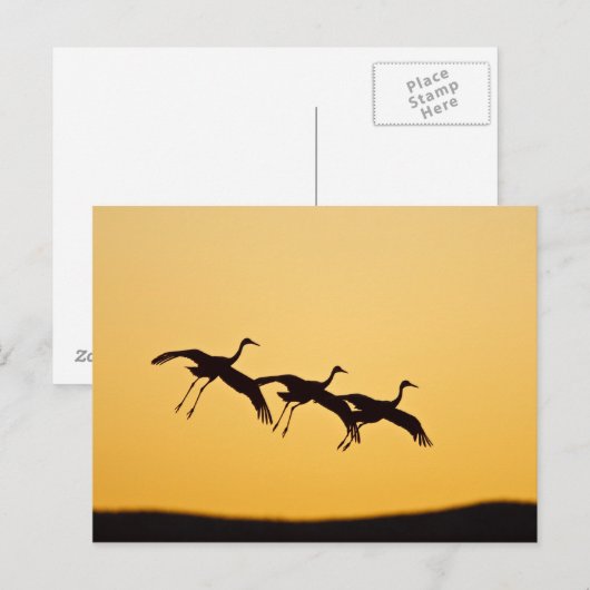 Sandhill Crane landt op zonsondergang Briefkaart (Voorkant / Achterkant)