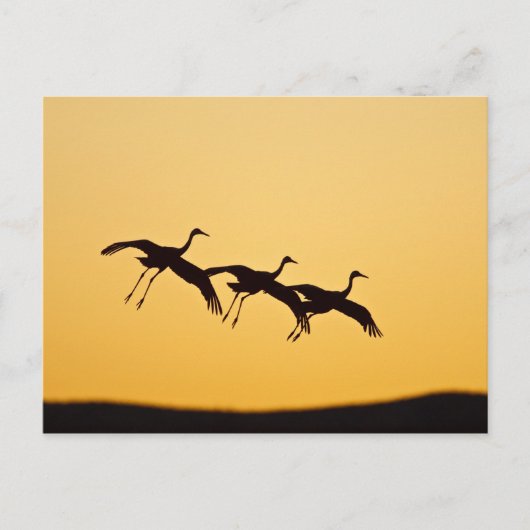 Sandhill Crane landt op zonsondergang Briefkaart (Voorkant)
