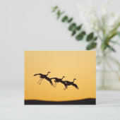 Sandhill Crane landt op zonsondergang Briefkaart (Staand voorkant)