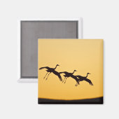 Sandhill Crane landt op zonsondergang Magneet (Voorkant / Achterkant)