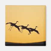 Sandhill Crane landt op zonsondergang Magneet (Voorkant)