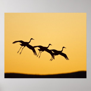 Sandhill Crane landt op zonsondergang Poster
