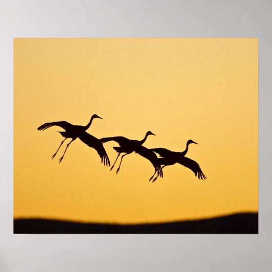 Sandhill Crane landt op zonsondergang Poster (Voorkant)
