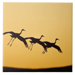 Sandhill Crane landt op zonsondergang Tegeltje