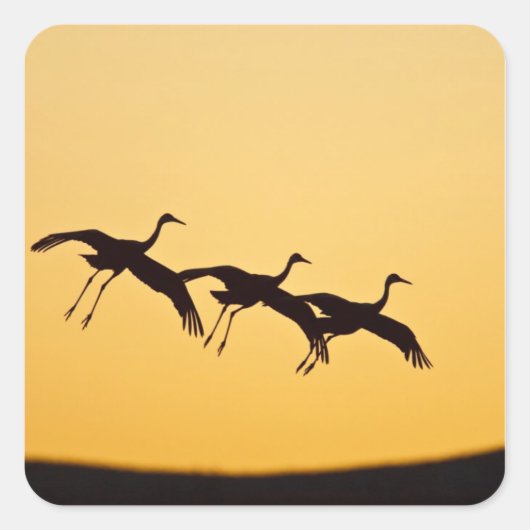 Sandhill Crane landt op zonsondergang Vierkante Sticker (Voorkant)