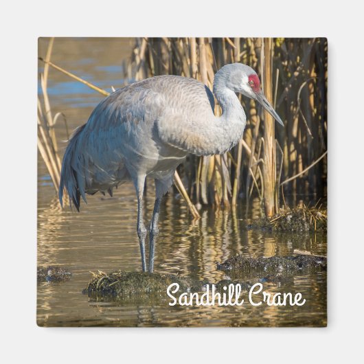 Sandhill Crane Magneet (Voorkant)