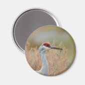 Sandhill Crane Magneet (Voorkant / Achterkant)