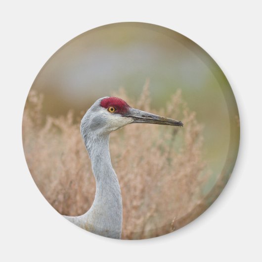 Sandhill Crane Magneet (Voorkant)