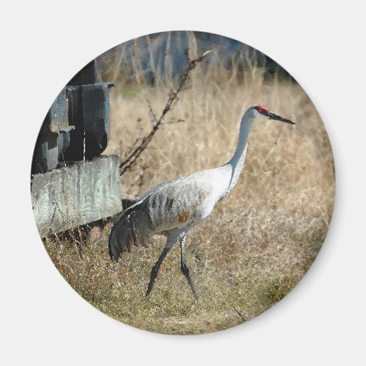 Sandhill Crane Magnet (Voorkant)