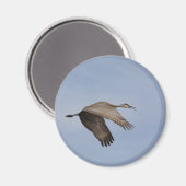 Sandhill Crane Magnet (Voorkant / Achterkant)
