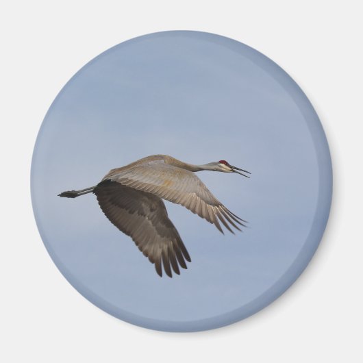 Sandhill Crane Magnet (Voorkant)