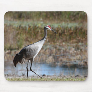 Sandhill Crane Muismat