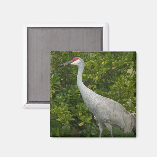 Sandhill Crane Natuur Vogelfoto Magneet (Voorkant / Achterkant)