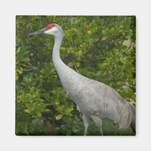 Sandhill Crane Natuur Vogelfoto Magneet (Voorkant)