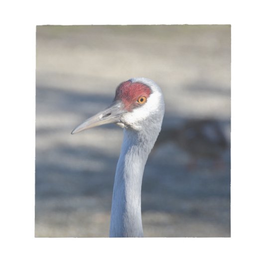 Sandhill Crane Notitieblok (Voorkant)