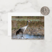 Sandhill Crane Notitiekaartje (Voorkant / Achterkant in situ)