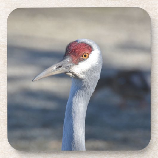 Sandhill Crane Onderzetter (Voorkant)