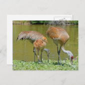 Sandhill Crane Parents and Chick Briefkaart (Voorkant / Achterkant)