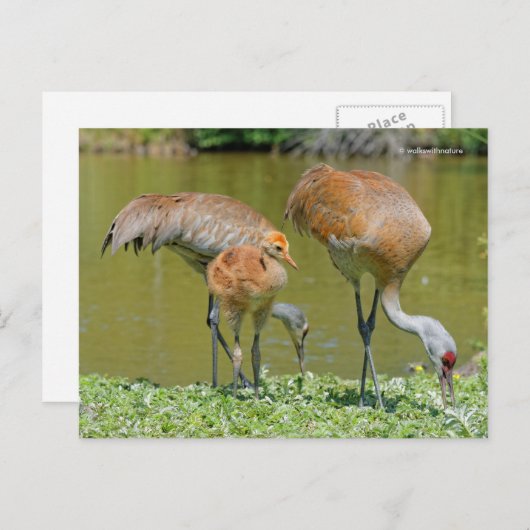 Sandhill Crane Parents and Chick Briefkaart (Voorkant / Achterkant)