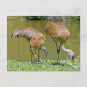 Sandhill Crane Parents and Chick Briefkaart (Voorkant)