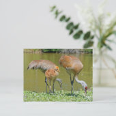 Sandhill Crane Parents and Chick Briefkaart (Staand voorkant)