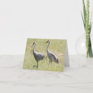 Sandhill Crane Photo Folded Note Kaart