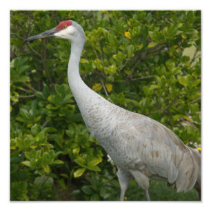 Sandhill Crane Photo Foto Afdruk