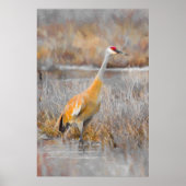 Sandhill Crane Poster (Voorkant)