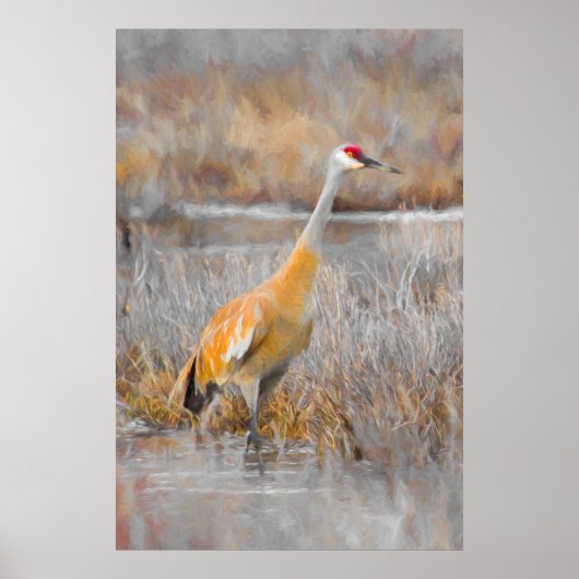 Sandhill Crane Poster (Voorkant)