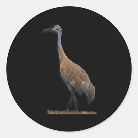 Sandhill Crane Ronde Sticker (Voorkant)