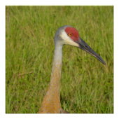 Sandhill Crane Side Uitzicht Close Up Photography Perfect Poster (Voorkant)