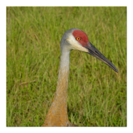 Sandhill Crane Side Uitzicht Close Up Photography Perfect Poster