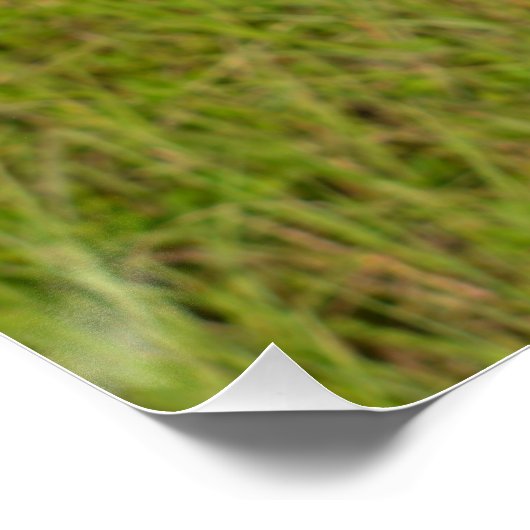 Sandhill Crane Side Uitzicht Close Up Photography Perfect Poster (Hoek)