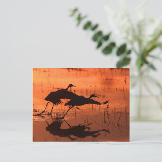 Sandhill Crane Sunset Briefkaart (Staand voorkant)