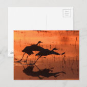 Sandhill Crane Sunset Briefkaart (Voorkant / Achterkant)